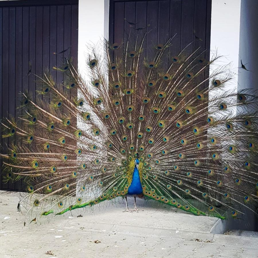 Peacock Lodge Wain Extérieur photo
